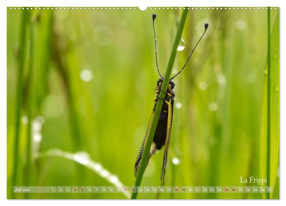 ... die Magie des Morgentaus ... (CALVENDO Premium Wandkalender 2026)