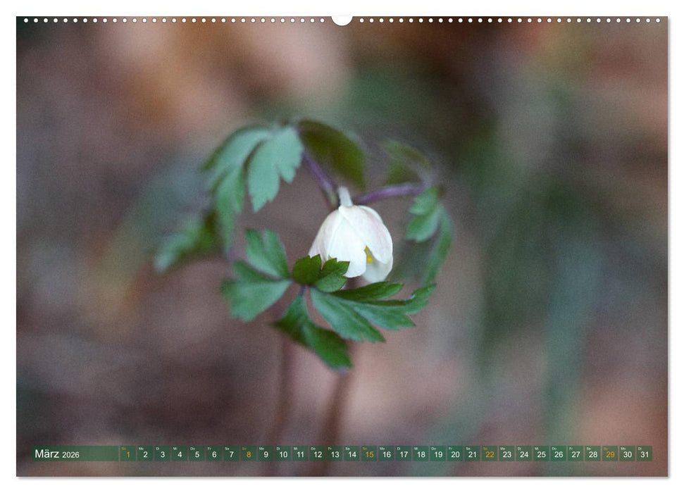 Die Poesie der Pflanzenwelt - Im Wandel der Jahreszeiten (CALVENDO Premium Wandkalender 2026)