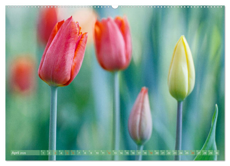 Die Poesie der Pflanzenwelt - Im Wandel der Jahreszeiten (CALVENDO Premium Wandkalender 2026)