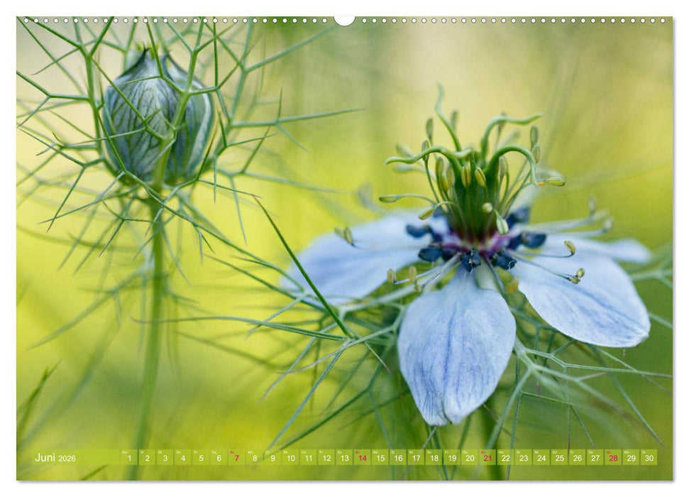 Die Poesie der Pflanzenwelt - Im Wandel der Jahreszeiten (CALVENDO Premium Wandkalender 2026)