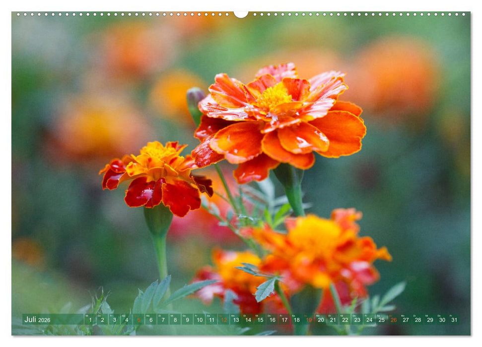 Die Poesie der Pflanzenwelt - Im Wandel der Jahreszeiten (CALVENDO Premium Wandkalender 2026)