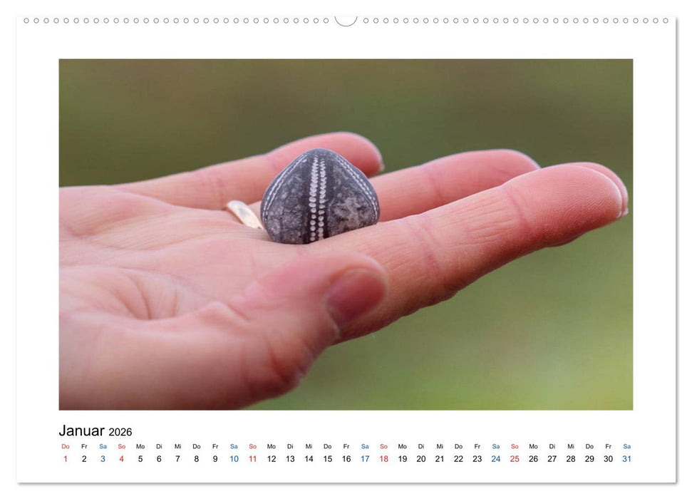 Mehr vom Meer: Sehnsuchtskalender für Ostseeliebhaber (CALVENDO Premium Wandkalender 2026)