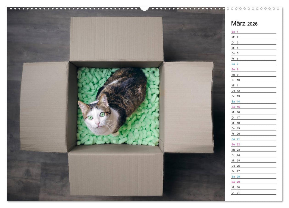 Karton Katzen (CALVENDO Premium Wandkalender 2026)