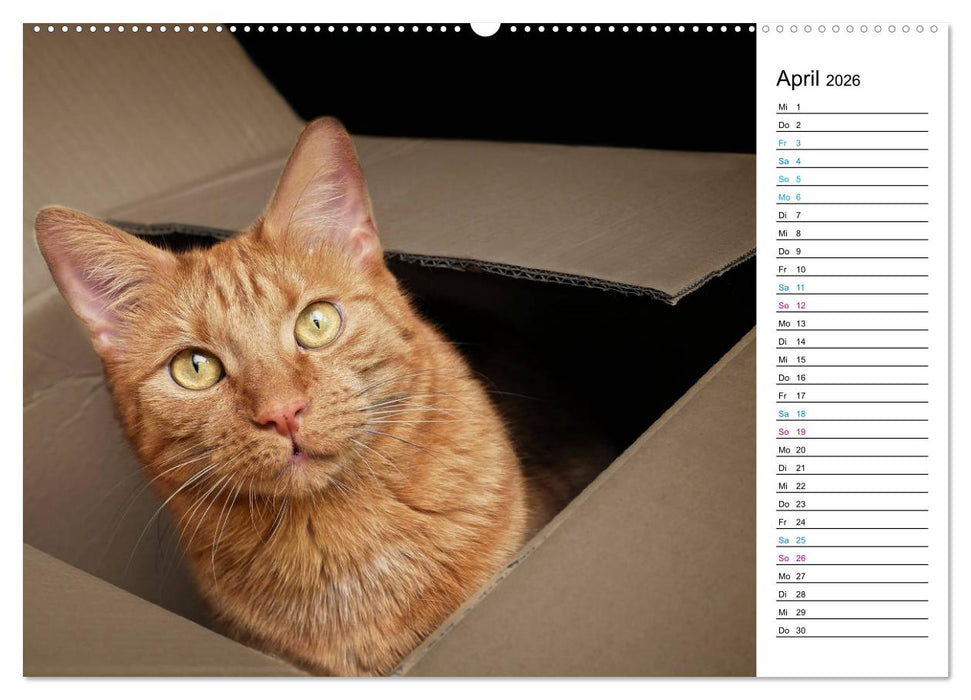Karton Katzen (CALVENDO Premium Wandkalender 2026)
