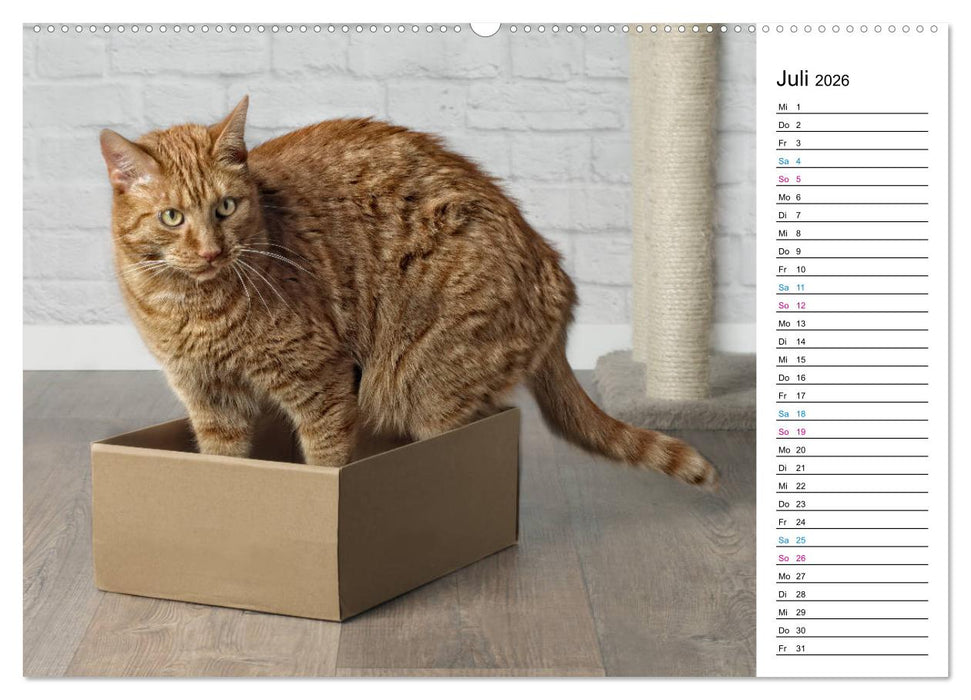 Karton Katzen (CALVENDO Premium Wandkalender 2026)