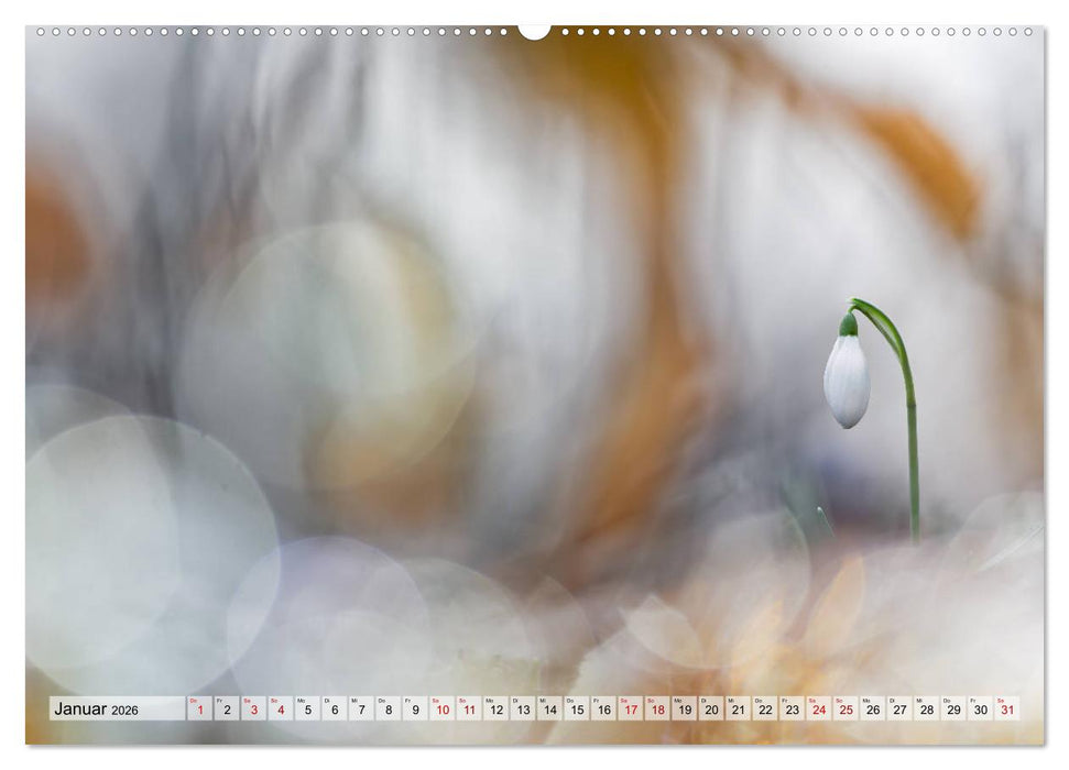 Märchenwelt der Wildblumen (CALVENDO Premium Wandkalender 2026)