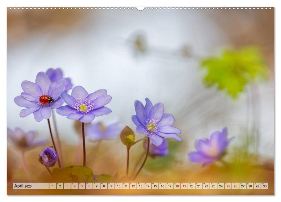 Märchenwelt der Wildblumen (CALVENDO Premium Wandkalender 2026)