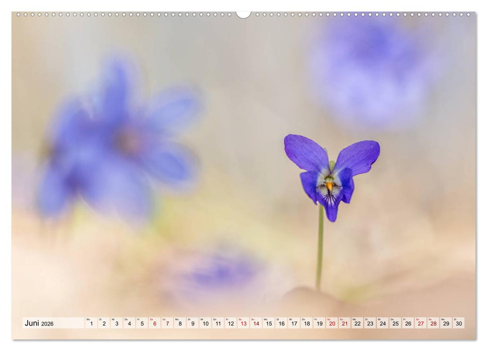 Märchenwelt der Wildblumen (CALVENDO Premium Wandkalender 2026)