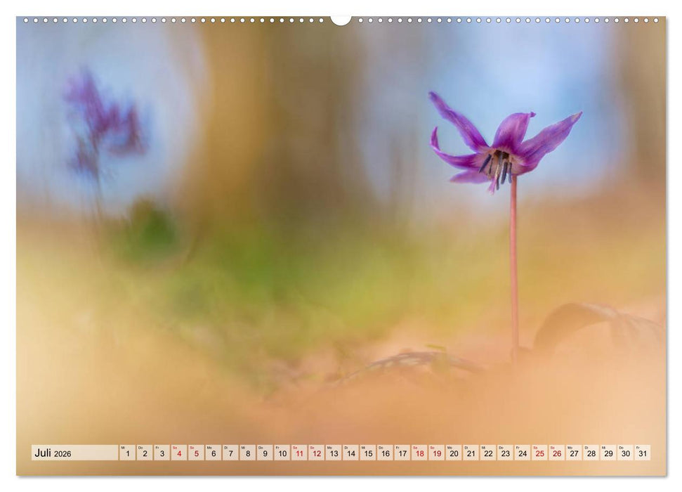 Märchenwelt der Wildblumen (CALVENDO Premium Wandkalender 2026)