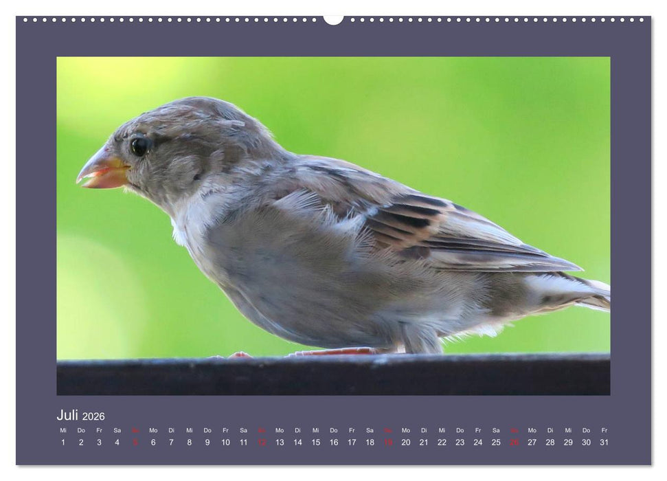 Vogelporträts - Heimische Vögel auf meinem Balkon (CALVENDO Premium Wandkalender 2026)
