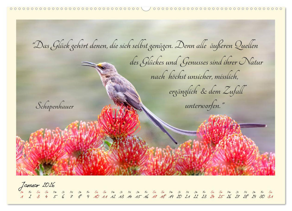 Glücksmomente Glücks-Zitate zu Fotos der großartigen südafrikanischen Tierwelt (CALVENDO Premium Wandkalender 2026)
