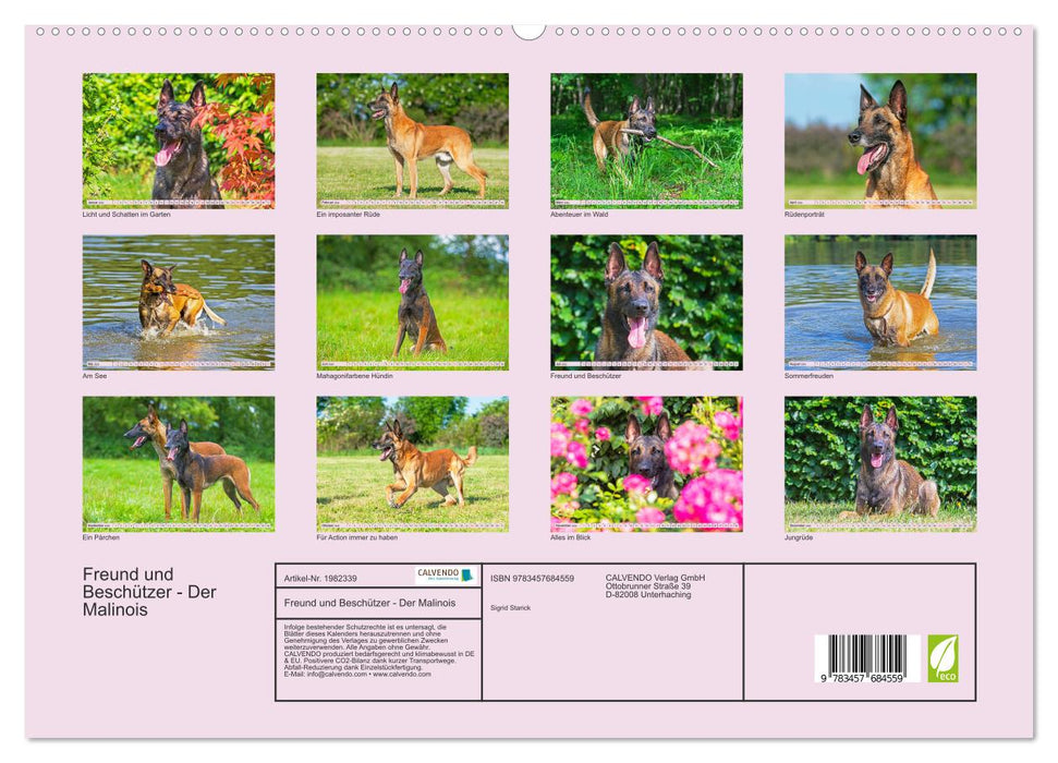 Freund und Beschützer - Der Malinois (CALVENDO Premium Wandkalender 2026)