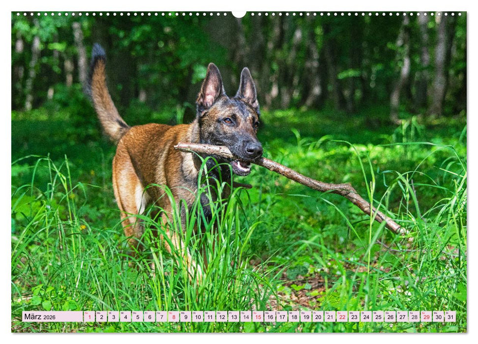 Freund und Beschützer - Der Malinois (CALVENDO Premium Wandkalender 2026)