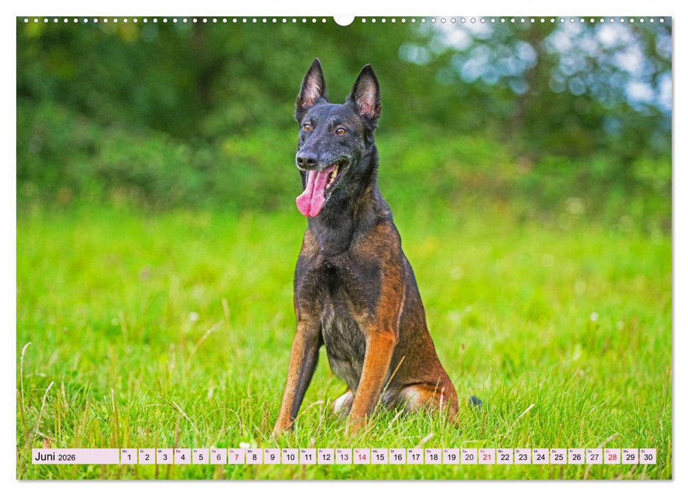 Freund und Beschützer - Der Malinois (CALVENDO Premium Wandkalender 2026)