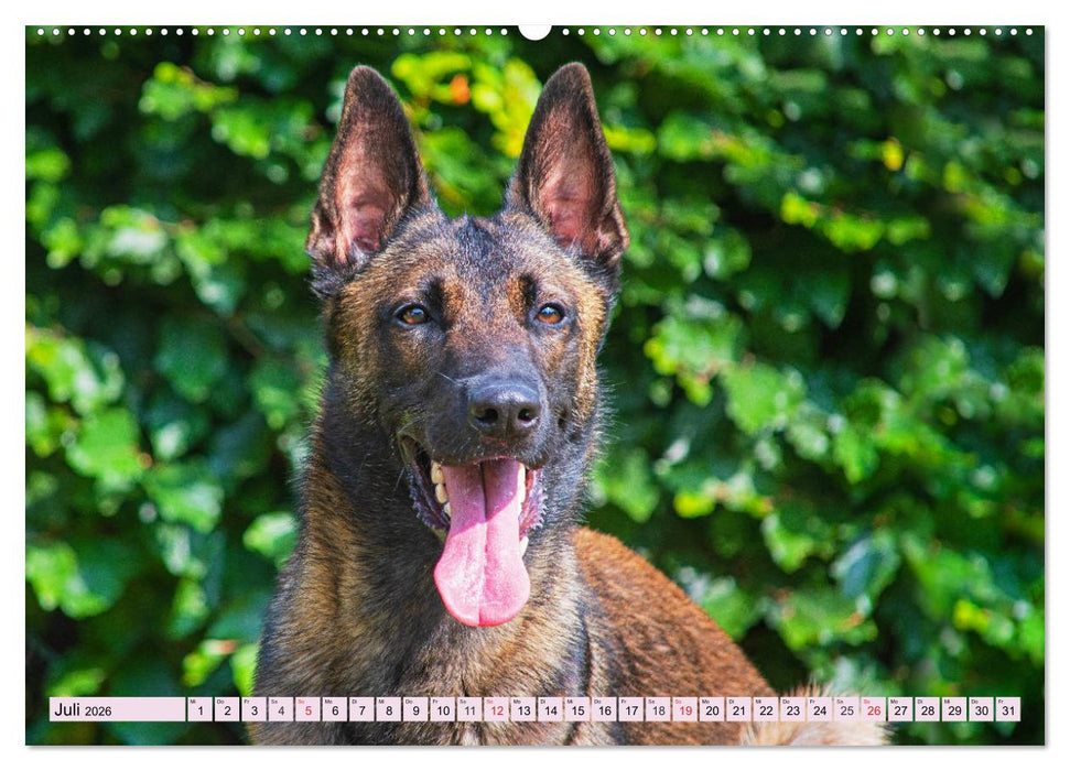 Freund und Beschützer - Der Malinois (CALVENDO Premium Wandkalender 2026)
