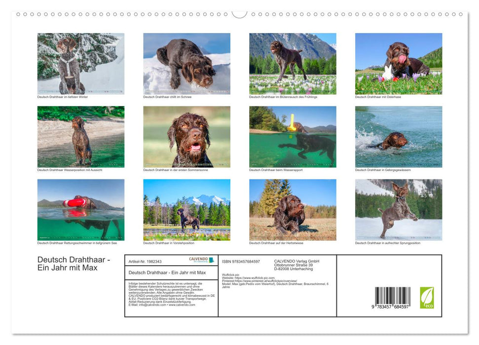 Deutsch Drahthaar - Ein Jahr mit Max (CALVENDO Premium Wandkalender 2026)