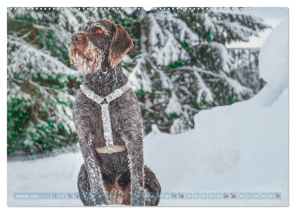 Deutsch Drahthaar - Ein Jahr mit Max (CALVENDO Premium Wandkalender 2026)