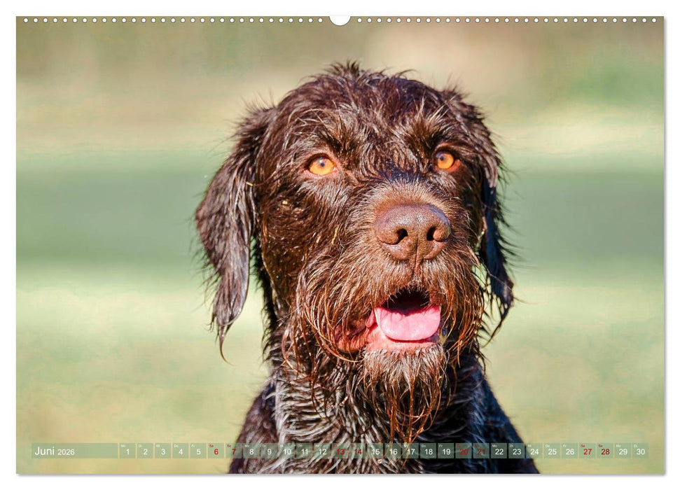 Deutsch Drahthaar - Ein Jahr mit Max (CALVENDO Premium Wandkalender 2026)