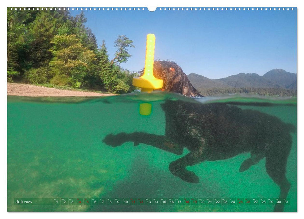 Deutsch Drahthaar - Ein Jahr mit Max (CALVENDO Premium Wandkalender 2026)