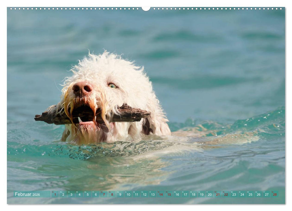 Lagotto Romagnolo - Wasserspiele (CALVENDO Premium Wandkalender 2026)