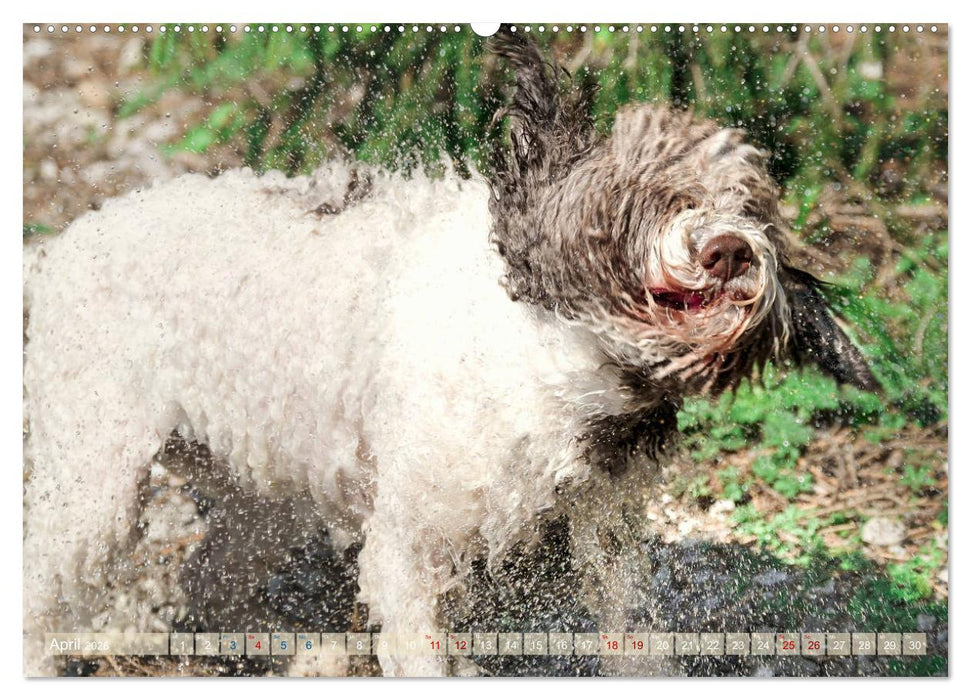Lagotto Romagnolo - Wasserspiele (CALVENDO Premium Wandkalender 2026)