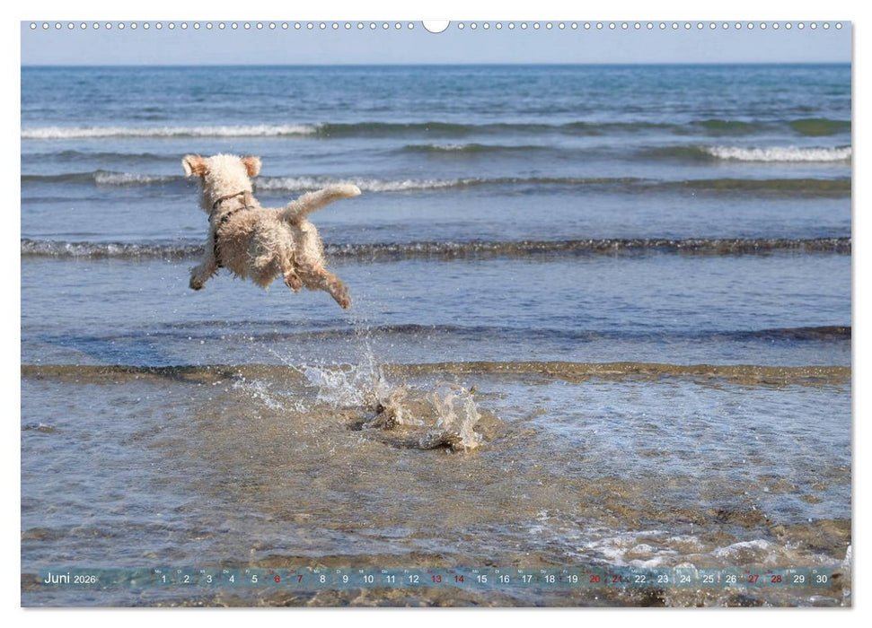 Lagotto Romagnolo - Wasserspiele (CALVENDO Premium Wandkalender 2026)