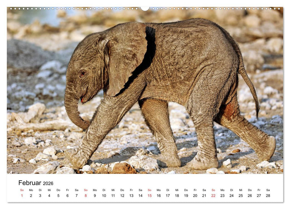 Namibias Elefanten (CALVENDO Premium Wandkalender 2026)