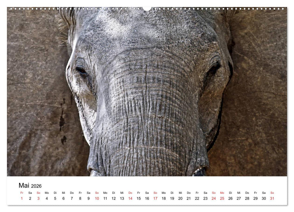 Namibias Elefanten (CALVENDO Premium Wandkalender 2026)