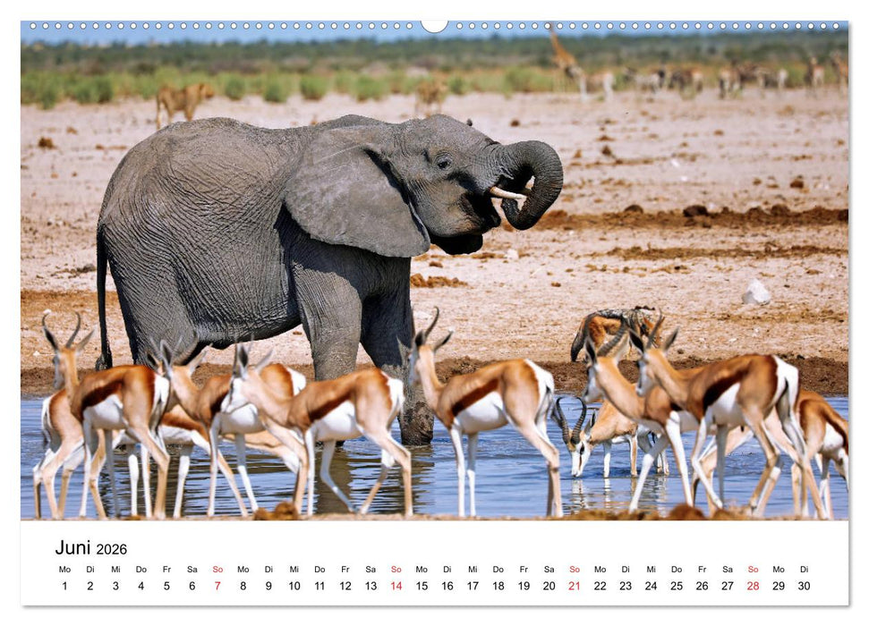 Namibias Elefanten (CALVENDO Premium Wandkalender 2026)