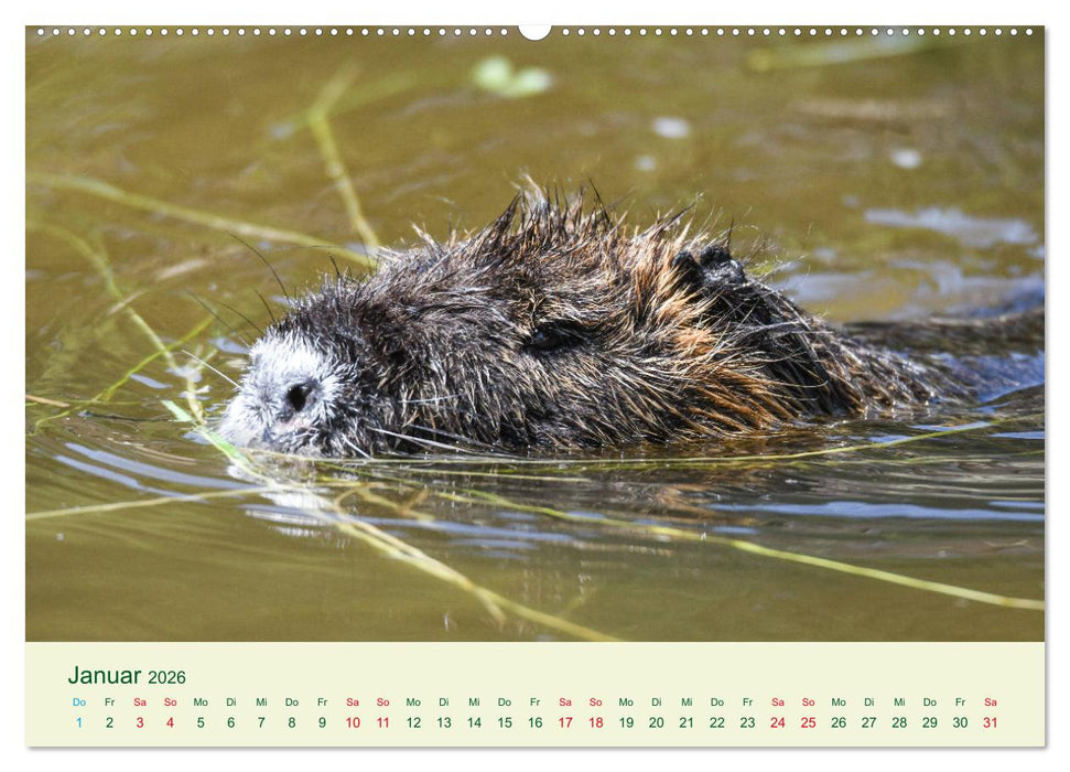 NUTRIAS - Pelzige Gesellen (CALVENDO Wandkalender 2026)