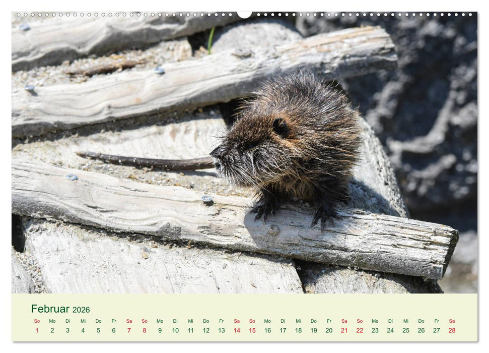 NUTRIAS - Pelzige Gesellen (CALVENDO Wandkalender 2026)