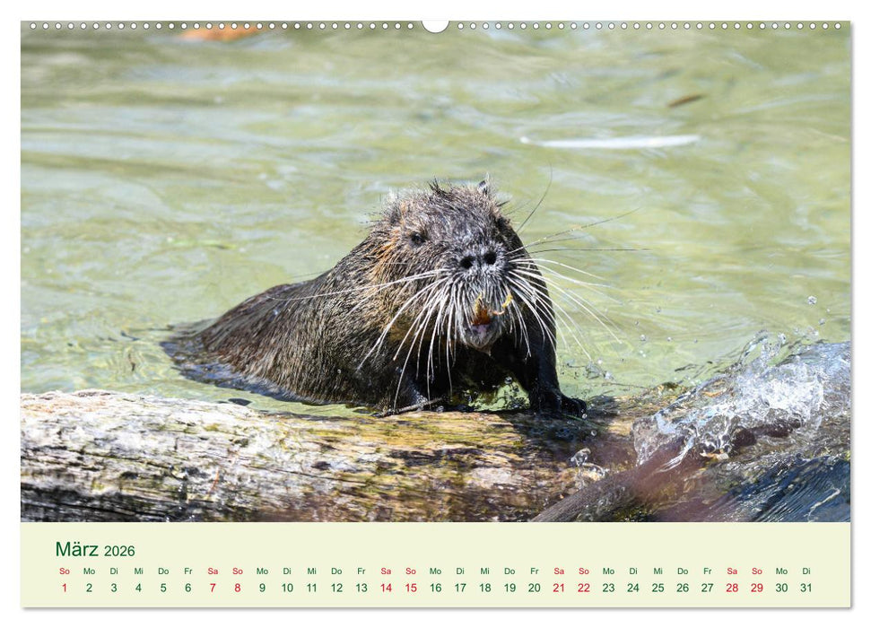 NUTRIAS - Pelzige Gesellen (CALVENDO Wandkalender 2026)