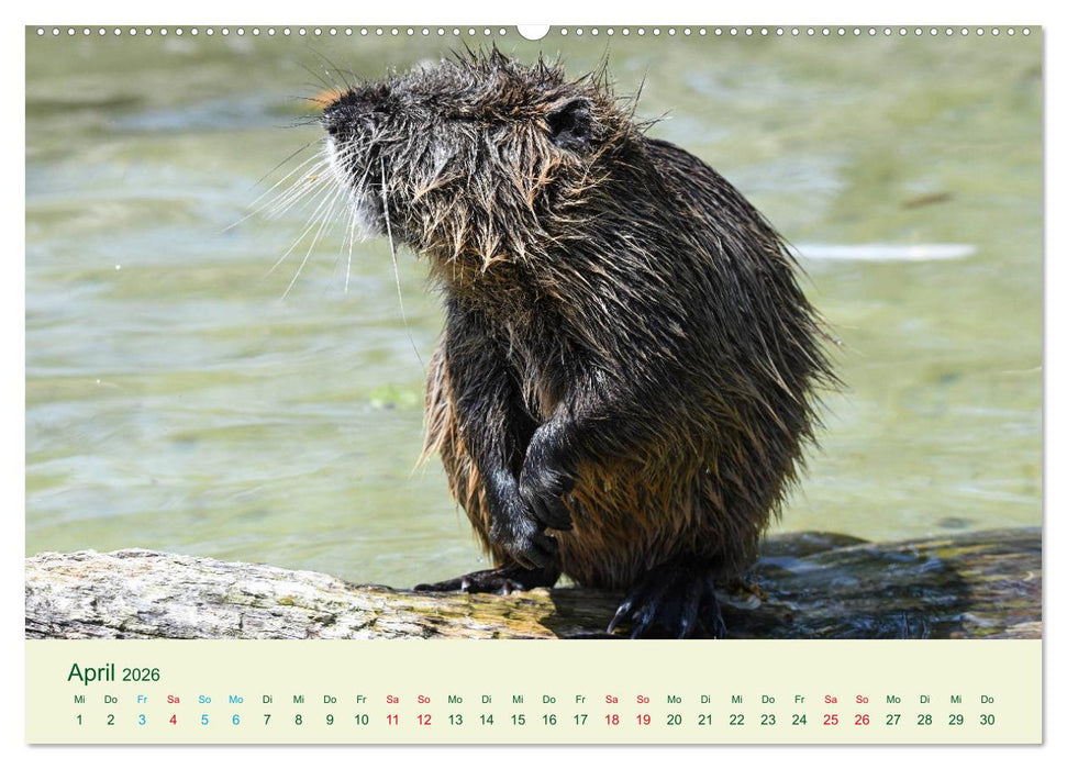 NUTRIAS - Pelzige Gesellen (CALVENDO Wandkalender 2026)