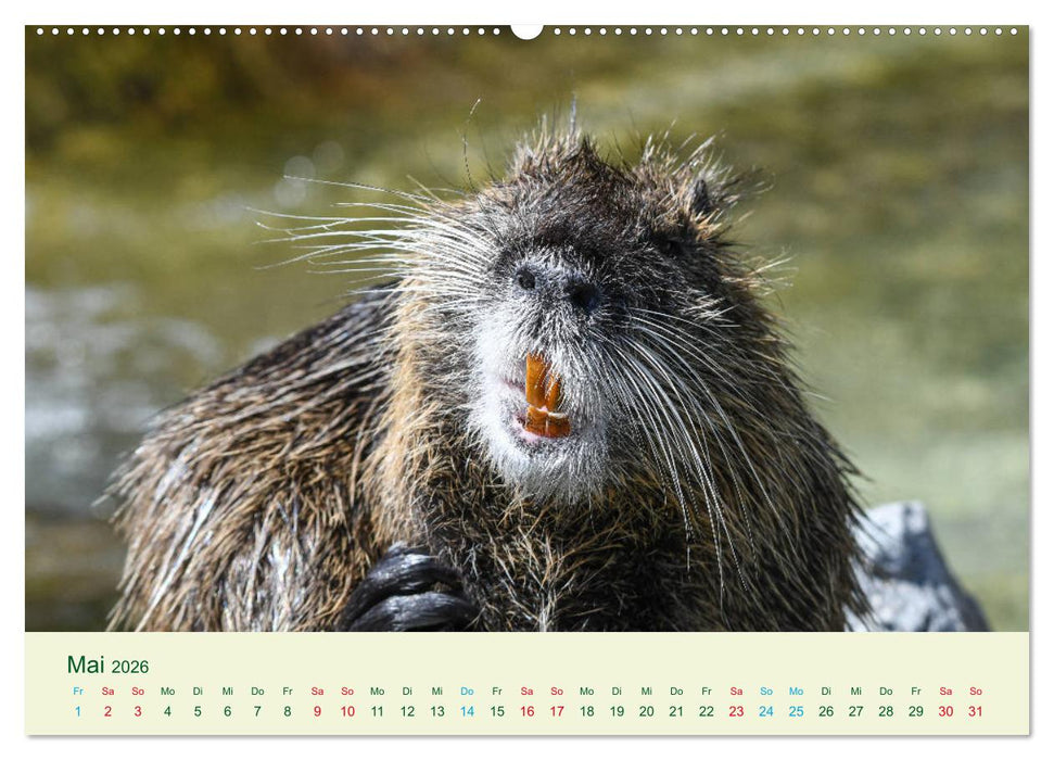 NUTRIAS - Pelzige Gesellen (CALVENDO Wandkalender 2026)