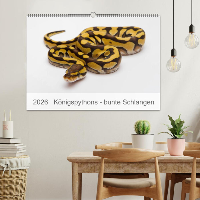 Königspythons - bunte Schlangen (CALVENDO Wandkalender 2026)