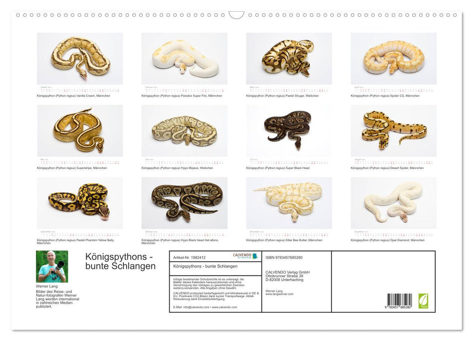 Königspythons - bunte Schlangen (CALVENDO Wandkalender 2026)