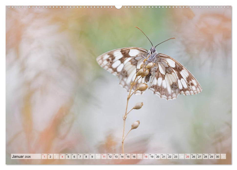 Magie der Schmetterlinge (CALVENDO Premium Wandkalender 2026)