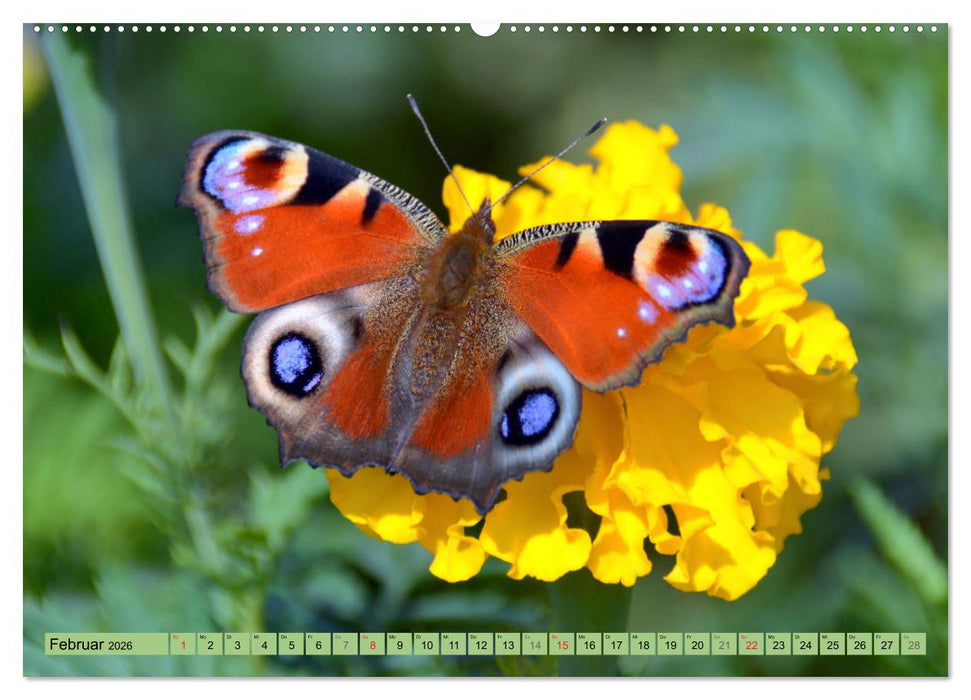Schmetterlinge auf der Schwäbischen Alb (CALVENDO Premium Wandkalender 2026)