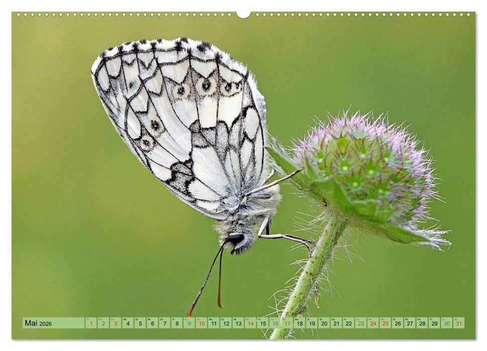 Schmetterlinge auf der Schwäbischen Alb (CALVENDO Premium Wandkalender 2026)