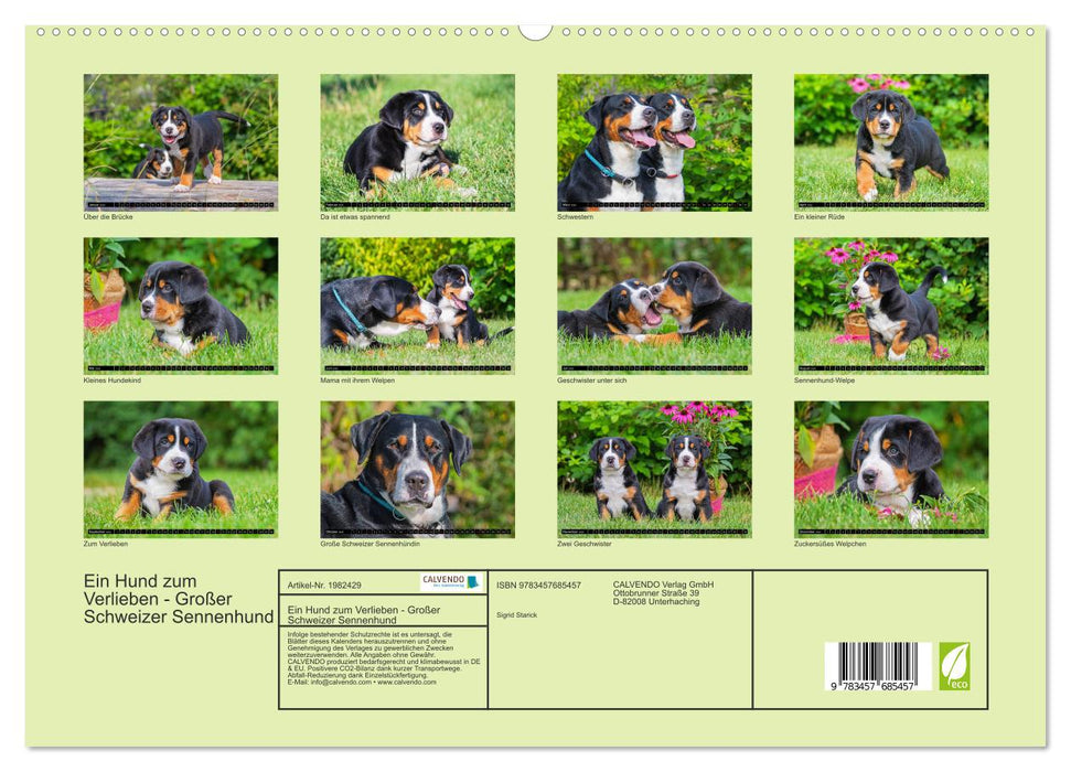 Ein Hund zum Verlieben - Großer Schweizer Sennenhund (CALVENDO Premium Wandkalender 2026)