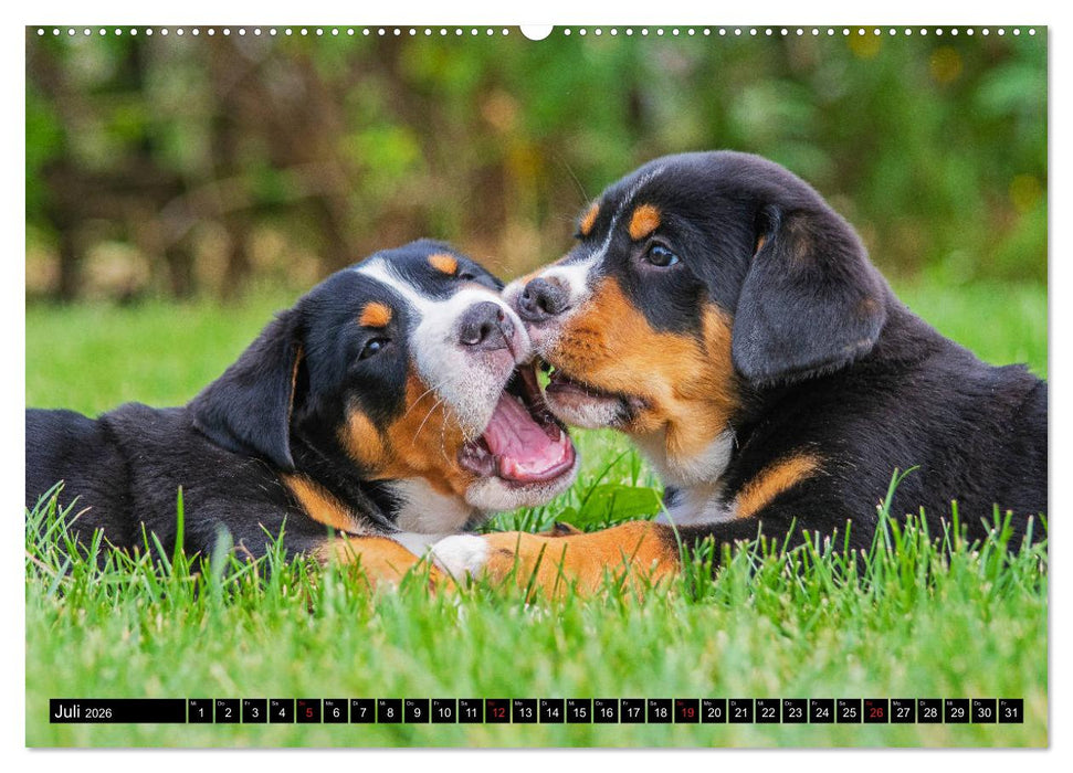 Ein Hund zum Verlieben - Großer Schweizer Sennenhund (CALVENDO Premium Wandkalender 2026)