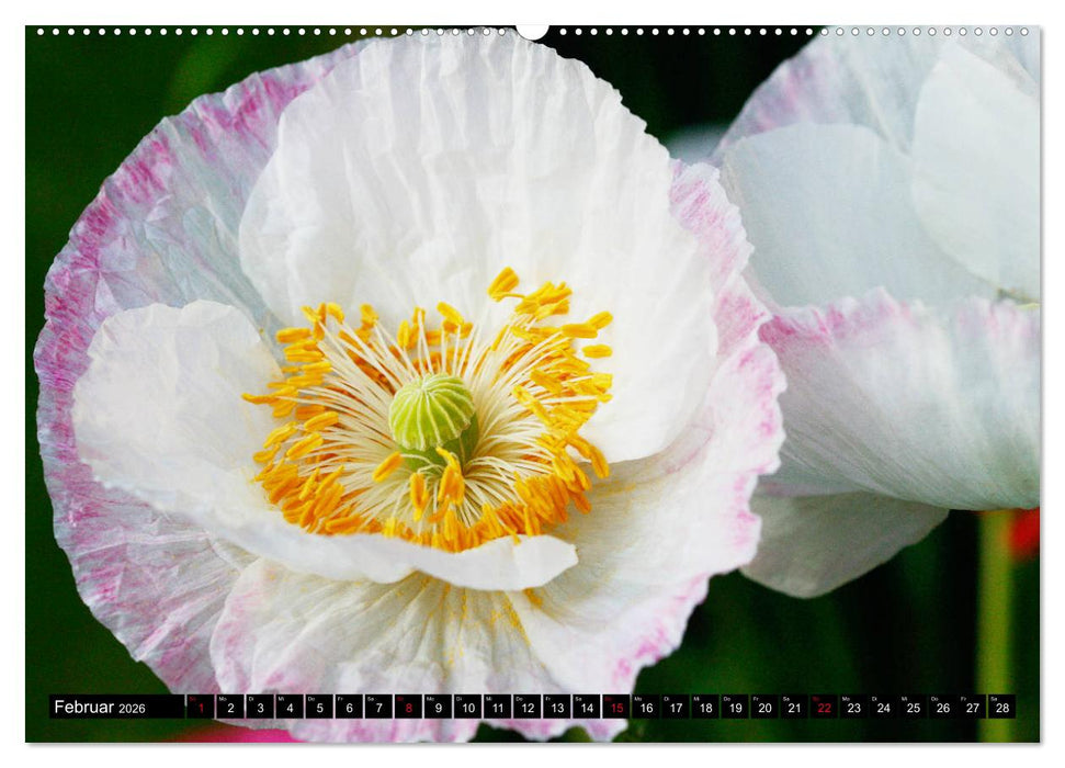 Mohnblüten-Porträts (CALVENDO Premium Wandkalender 2026)