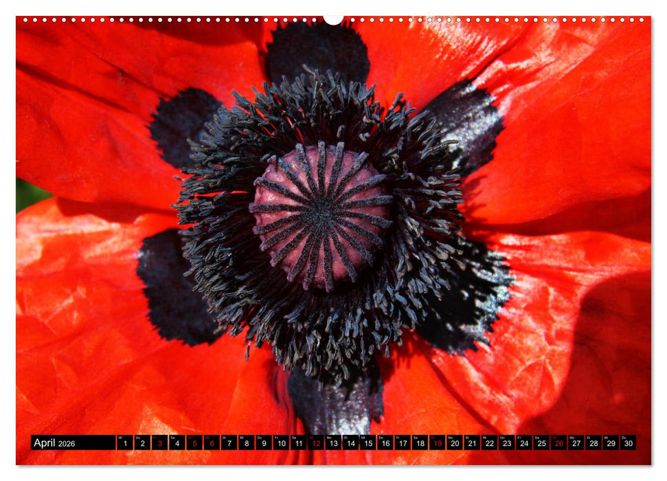 Mohnblüten-Porträts (CALVENDO Premium Wandkalender 2026)