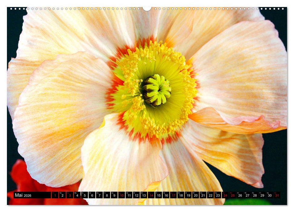 Mohnblüten-Porträts (CALVENDO Premium Wandkalender 2026)