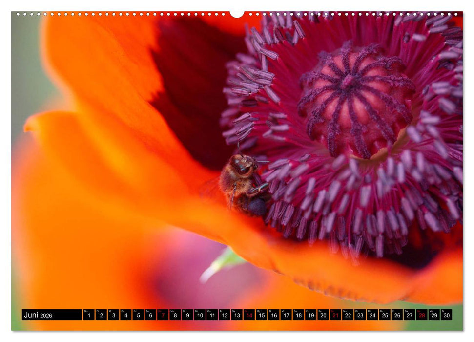Mohnblüten-Porträts (CALVENDO Premium Wandkalender 2026)