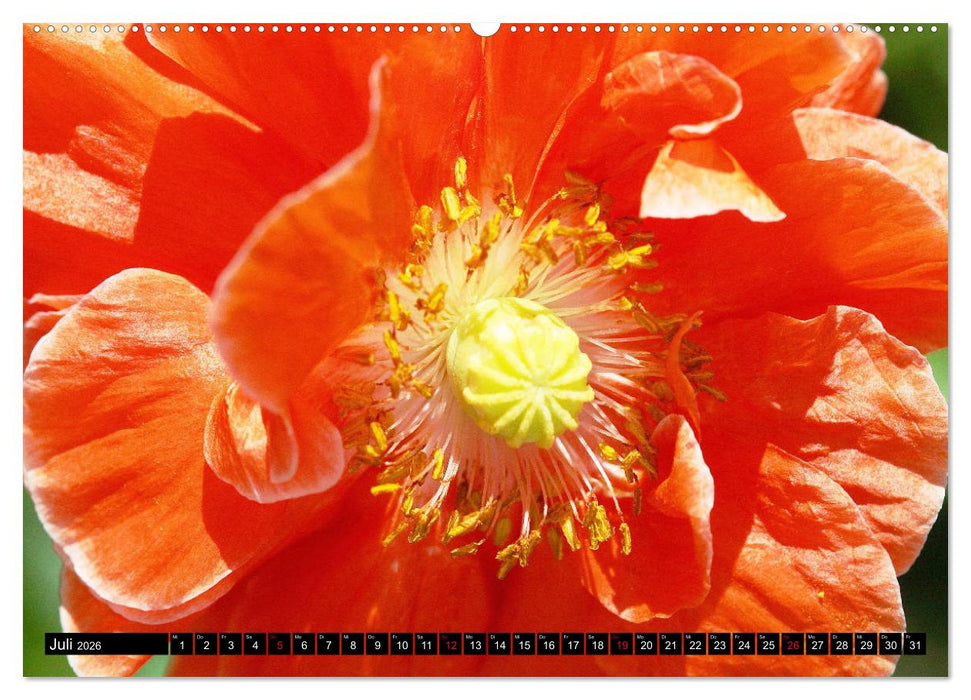 Mohnblüten-Porträts (CALVENDO Premium Wandkalender 2026)