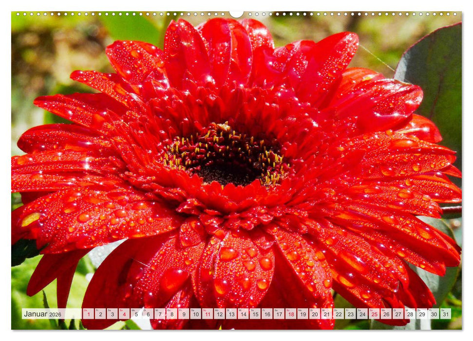 Roter Glanz Blütenpracht (CALVENDO Premium Wandkalender 2026)