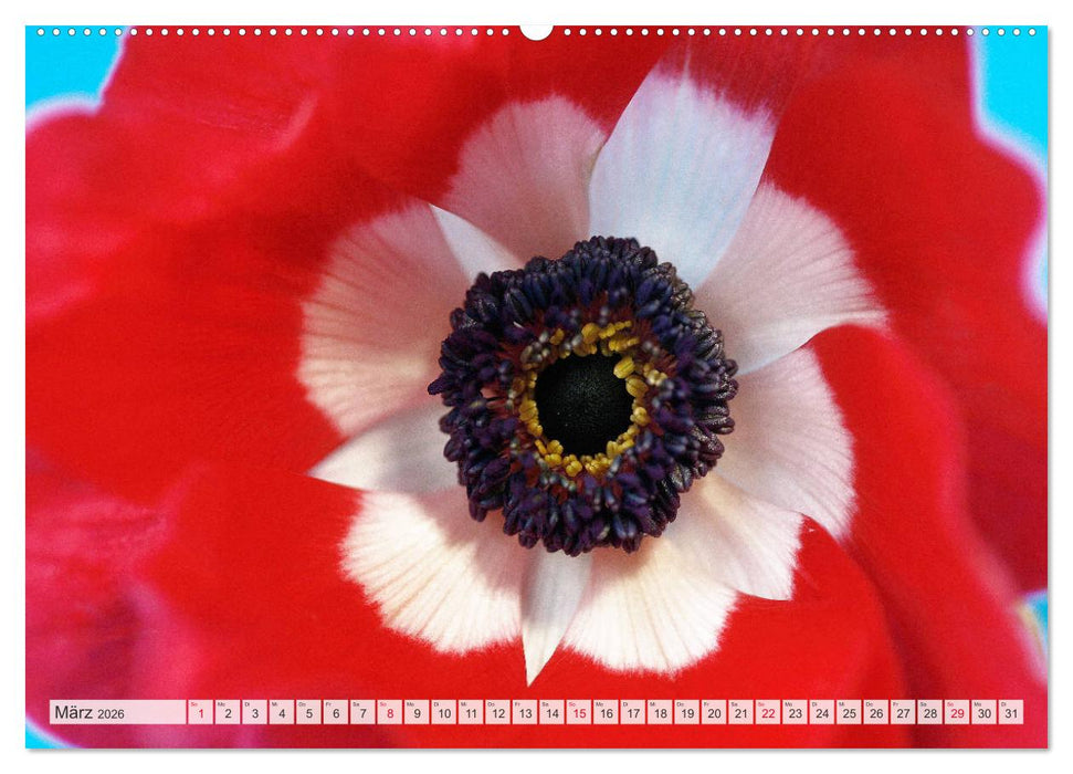 Roter Glanz Blütenpracht (CALVENDO Premium Wandkalender 2026)