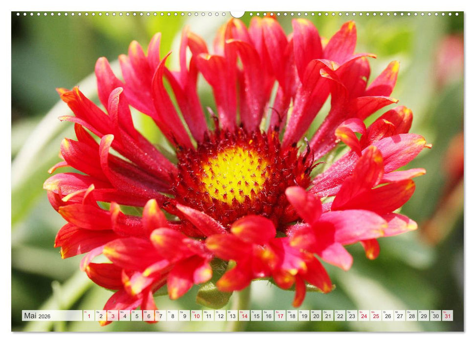 Roter Glanz Blütenpracht (CALVENDO Premium Wandkalender 2026)