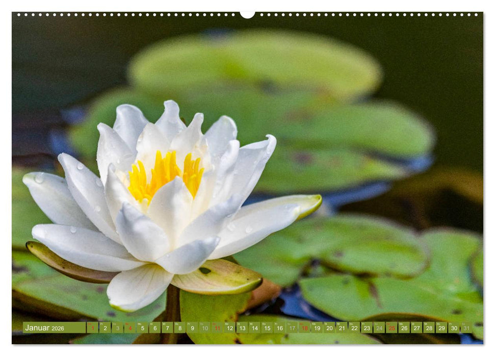 Zauberhafte Seerosen (CALVENDO Wandkalender 2026)